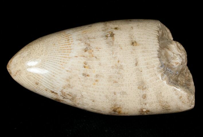 Polished Fossil Horn Coral - Morocco #18100